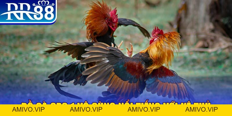 Cách Chơi Đá Gà Online - Trải Nghiệm Giải Trí Đặc Sắc RR88