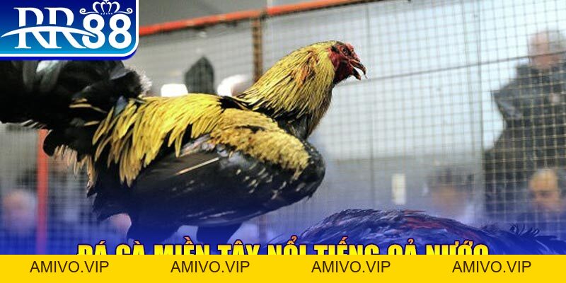 Đá Gà Miền Tây - Gà Chọi RR88 Đỉnh Cao Nhất Việt Nam