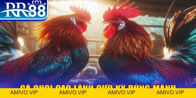 Đá Gà Miền Tây - Gà Chọi RR88 Đỉnh Cao Nhất Việt Nam