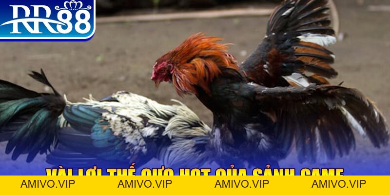 Đá Gà RR88 – Sàn Đấu Thượng Đỉnh Của Chiến Kê Chuyên Nghiệp