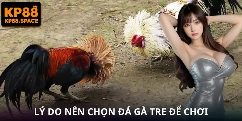 Đá Gà Tre KP88 - Trận Đấu Tốc Độ Nhanh Lợi Nhuận Cực Hấp Dẫn